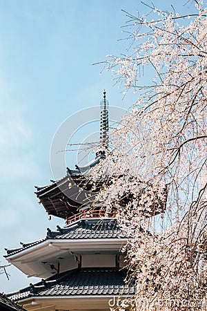 Yoshino mountain Kinpusen-ji temple with spring cherry blossoms in Nara, Japan Stock Photo