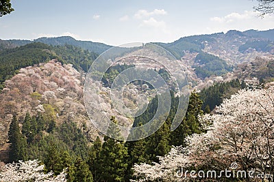 Yoshinoyama. Stock Photo