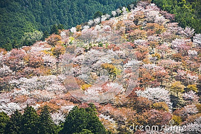 Yoshinoyama Japan Stock Photo