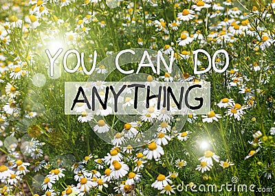 You can do anything greeting card. Blooming fresh camomiles meadow, flying bees background. Beautiful chamomile flowers Stock Photo