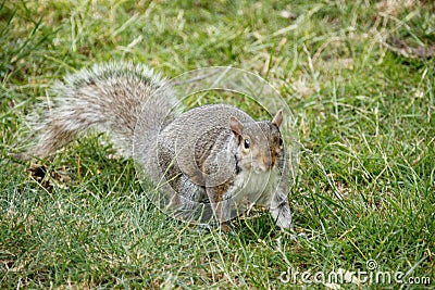 You go squirrel determination, persistence, what you looking at... where's my nuts Stock Photo