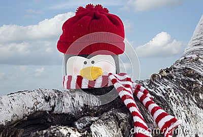 You penguin head wearing a red toque with a striped neck scarf. Stock Photo