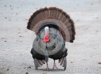 You're a turkey. . . not a peacock. Stock Photo