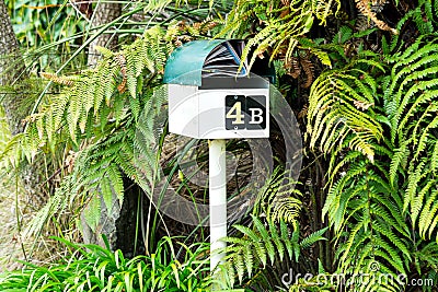 You've got mail. Mailbox mailbox letter box letterbox surrounded by green ferns with mail junk mail. Stock Photo