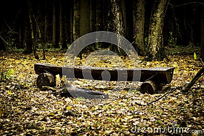 The throne of the forest dwellers Editorial Stock Photo