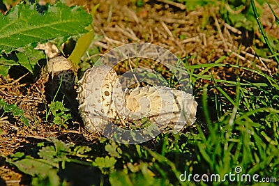 Youn closed common ink cap mushrooms in between green leaves , selective focus Stock Photo