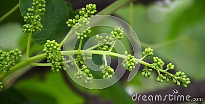 Youn green grape Stock Photo