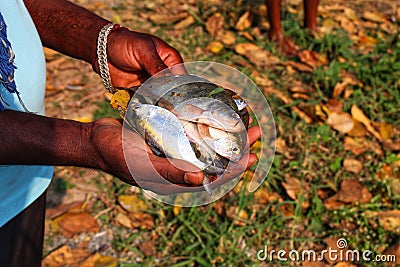 A yound fish farmer holding lots of chitala fish in hand in nice blur background Stock Photo