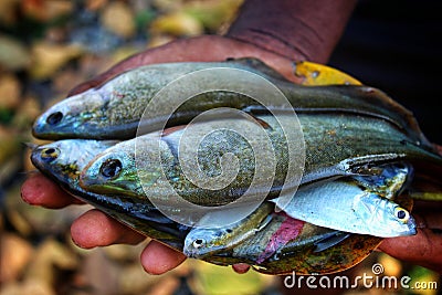A yound fish farmer holding lots of chitala fish in hand in nice blur background Stock Photo