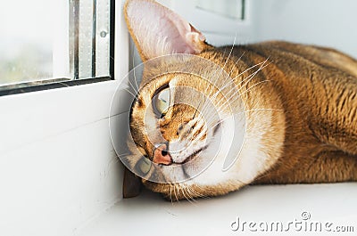 Young Abyssinian cat is dreaming Stock Photo