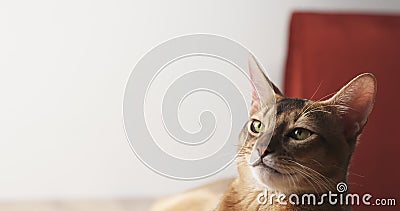 Young abyssinian lying on table Stock Photo