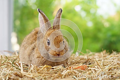 Young adorable rabbit,brown fluffy bunny sitting on dry straw Stock Photo