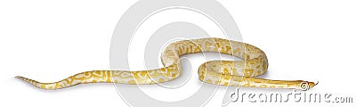 Burmese Python on white Stock Photo