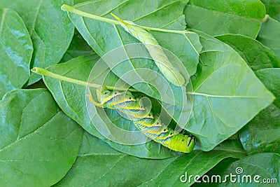 Young and adult green Caterpillar of death's head hawkmoth on gr Stock Photo