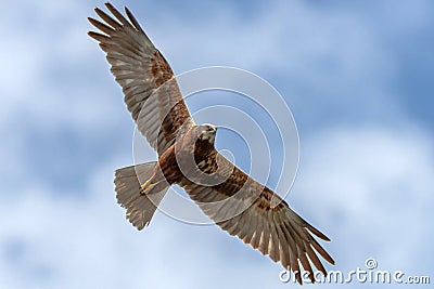 Young adult Western marsh harrier female in flight against the clouds. Hawk, falcons, raptors, birds, Circus aeroginosus Stock Photo