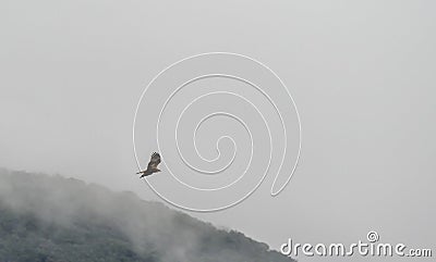 Young adult Western marsh harrier female in flight against the clouds. Hawk, falcons, raptors, birds, Circus aeroginosus Stock Photo