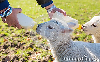 Young adult woman feeding two newborn lambs from bottles Stock Photo