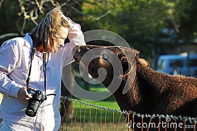 Young affectionate loving calf cow gets close and personal with woman pet photographer Stock Photo