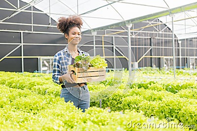 Young African American farmer worker inspects organic hydroponic plants with care and smiles happily: Stock Photo