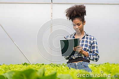 Young African American farmer worker inspects organic hydroponic plants with care and smiles happily: Stock Photo