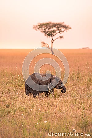 Young African Baby Elephant in the savannah of Serengeti at sunset. Acacia trees on the plains in Serengeti National Park, Stock Photo