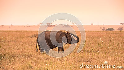 Young African Baby Elephant in the savannah of Serengeti at sunset. Acacia trees on the plains in Serengeti National Park, Stock Photo