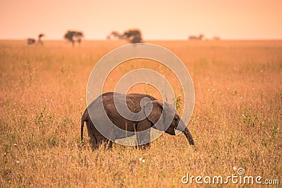 Young African Baby Elephant in the savannah of Serengeti at sunset. Acacia trees on the plains in Serengeti National Park, Stock Photo