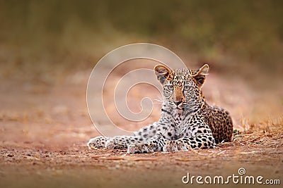 Young African Leopard, Panthera pardus shortidgei, Hwange National Park, Zimbabwe. Beautiful wild cat sitting on the gravel road Stock Photo