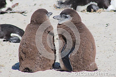 2 Young African Penguins Stock Photo