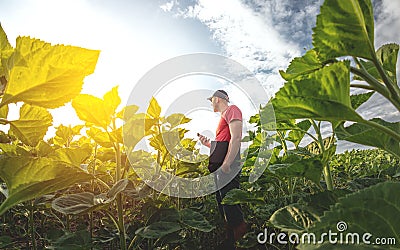 A young agronomist examines young sunflower plants on agricultural land. Farmer on a green field Stock Photo
