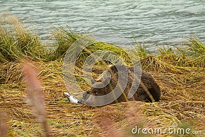 Young Alaskan Brown Bear keeping an eye out while feasting on fresh caught salmon, Chilkoot River Stock Photo