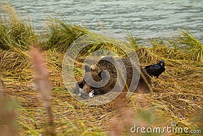 Young Alaskan Brown Bear pursuing with salmon, as hopeful Raven looks around from the back. Chilkoot River Stock Photo