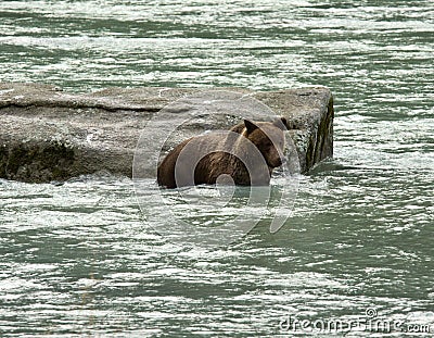 Young Alaskan Brown Bear swimming and fishing in the Chilkoot River Stock Photo