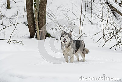 Young Alaskan Malamute Dog Standing in Snowy Forest. Open Mouth Stock Photo