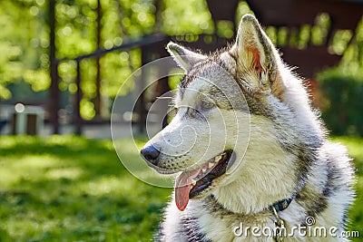 Young alaskan malamute sled breed puppy sitting and smiling outdoor Stock Photo
