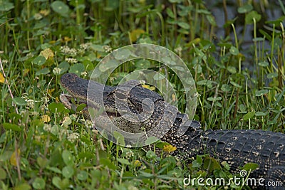 A Young Aligator in the Wetlands Stock Photo