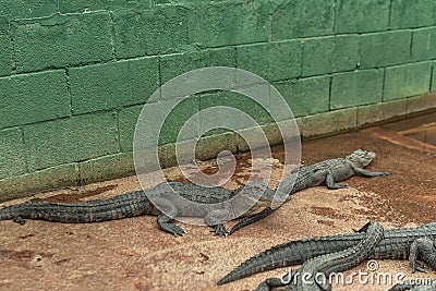 Young Aligators in Everglades Alligator Farm. Florida. Stock Photo