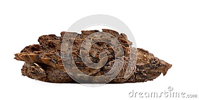 Young Alligator Snapping Turtle - Macrochelys temm Stock Photo