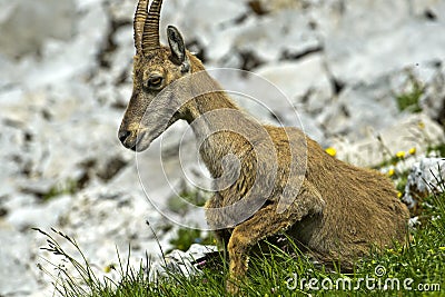 Young Alpine Ibex Stock Photo