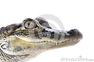 Young American Alligator Stock Photo