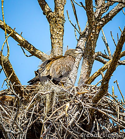 Young American bald eaglet walking around huge nest Stock Photo