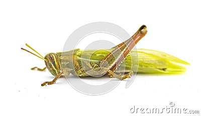 Young American bird grasshopper - Schistocerca Americana - fresh molt showing soft lime green color wings after it sheds its Stock Photo