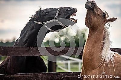 American Quarter Horse running free on a meadow Stock Photo