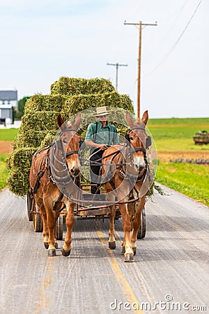 Young Amish man on a horse and carriage carrying Hay bales in Pennsylvania USA Editorial Stock Photo