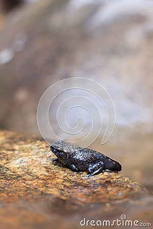 Young Amphibian on rock at Waterfall Stock Photo