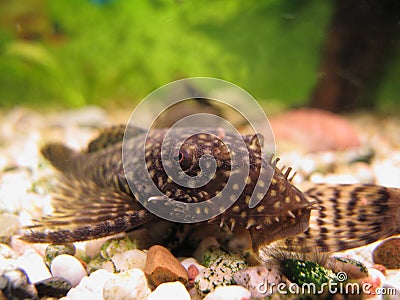 Young Ancistrus (Bristle-nose Catfish) Stock Photo