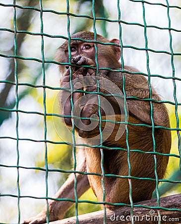 Young animal monkey baboon Stock Photo