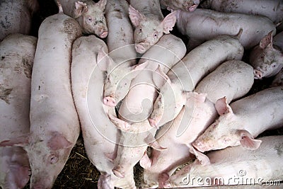 Young animals piglets living in rural animal farm Stock Photo