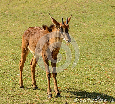 Young antelope calf standing on grass plain Stock Photo