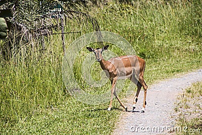 Young Antelope Crossing Pathway in Game Reserve Stock Photo